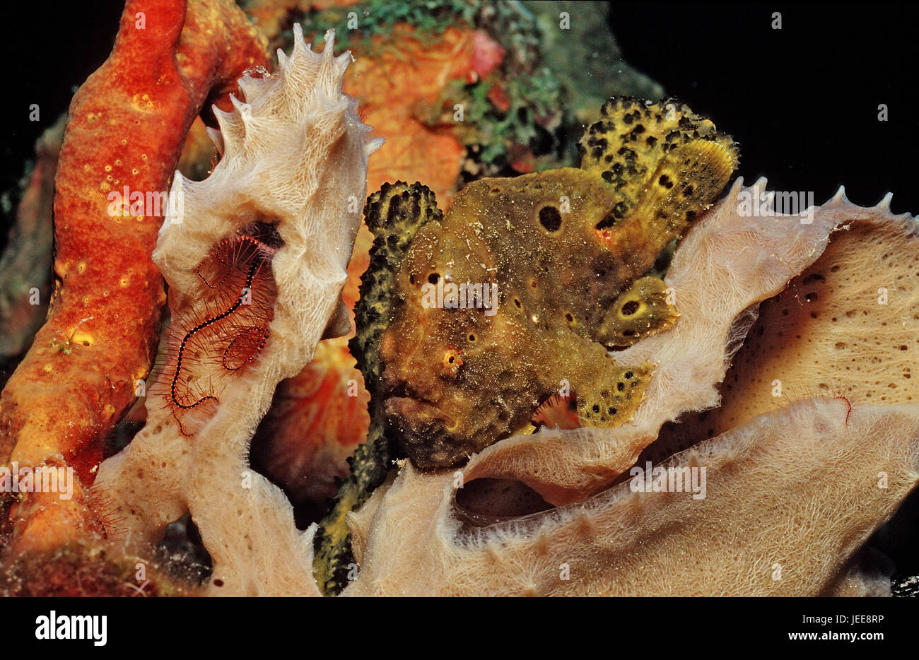 Tache oculaire, poissons du pêcheur Antennarius multiocellatus, les Caraïbes, Banque D'Images