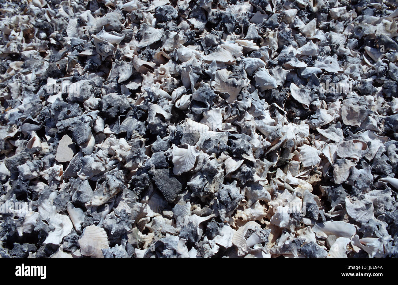 Cabinet de conque, plage, les Caraïbes, le sari de pièce, Banque D'Images