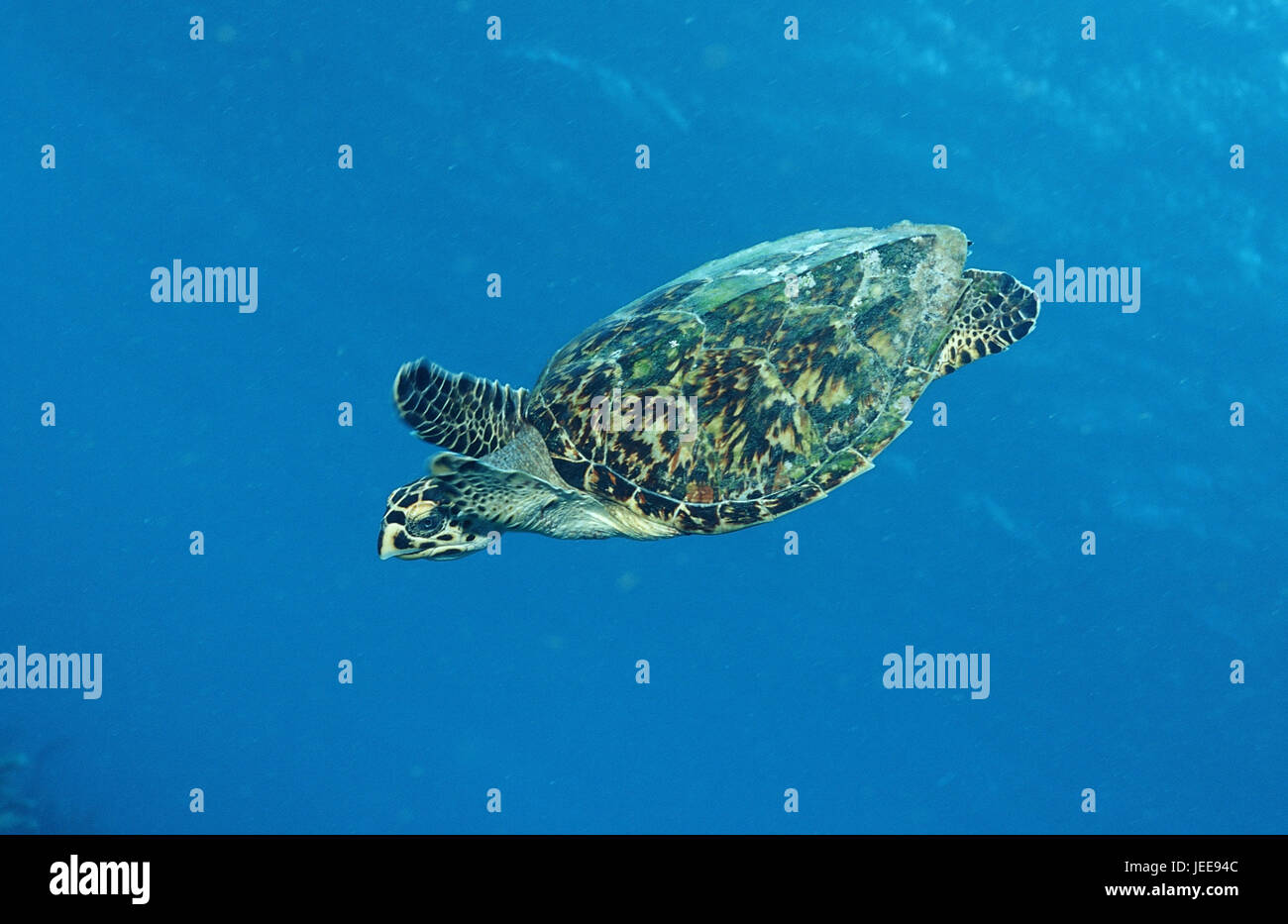 Karettschildkröte réel, Eretmochelys imbricata, la Martinique, les Caraïbes, Banque D'Images
