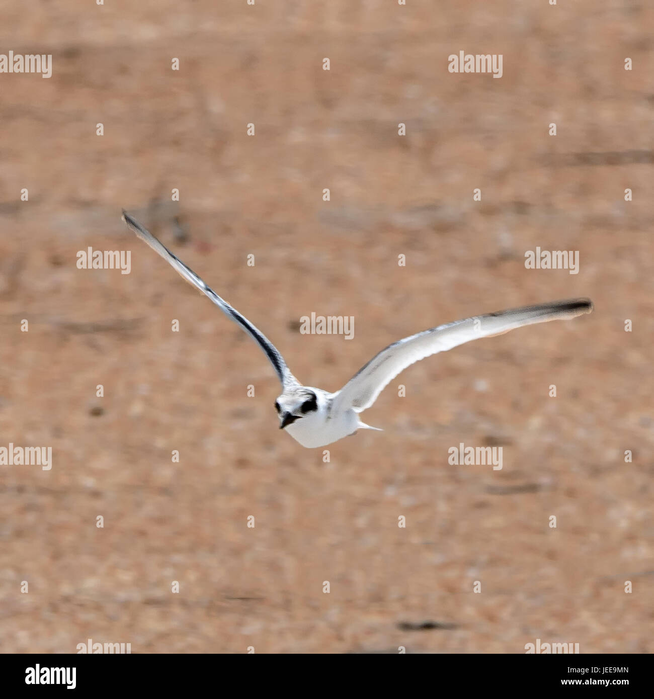 A moins de Dougall volant à moi parce que sans le savoir j'étais à proximité de son nid, J'ai eu à esquiver rapidement. Ils construisent leur nid dans le sable de plage Banque D'Images