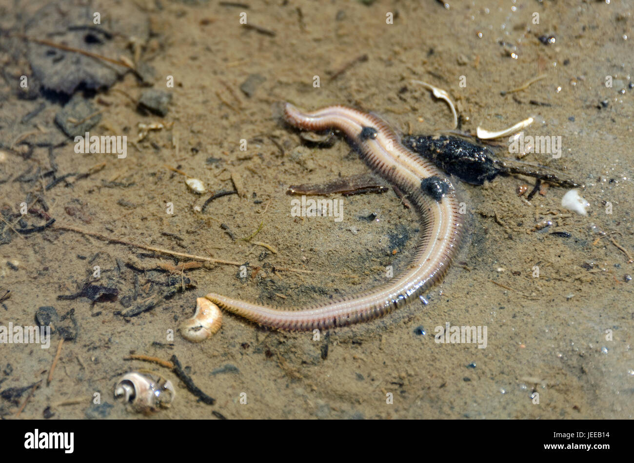 Bloodworm (pb. Glycera dibranchiata), Frazer Point, l'Acadia National Park, Maine Banque D'Images