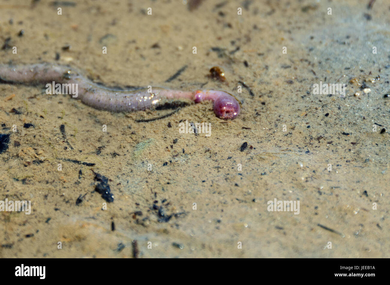 Bloodworm (pb. Glycera dibranchiata), Frazer Point, l'Acadia National Park, Maine Banque D'Images