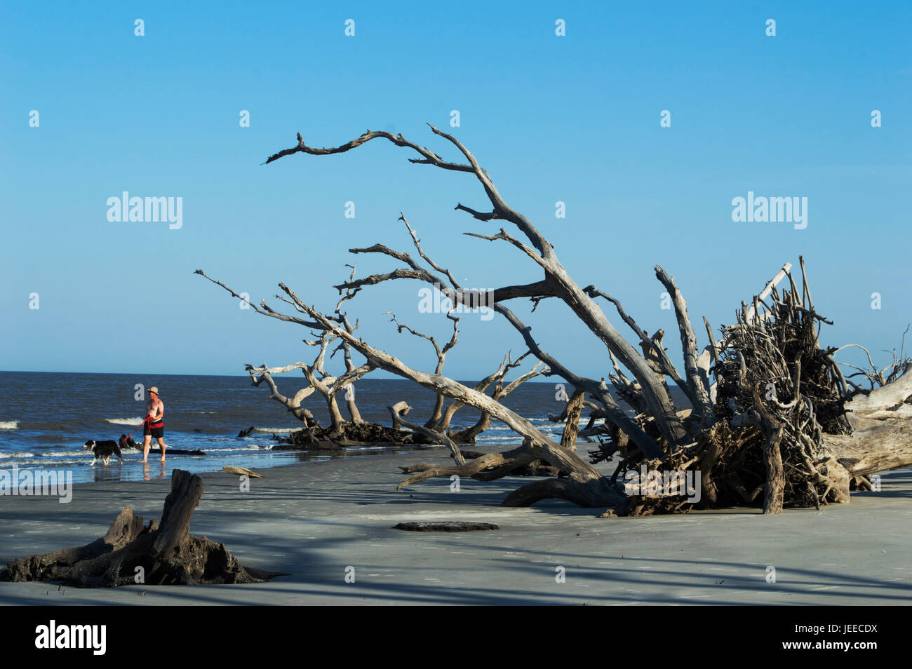 Un chien marche sur driftwood beach Banque D'Images