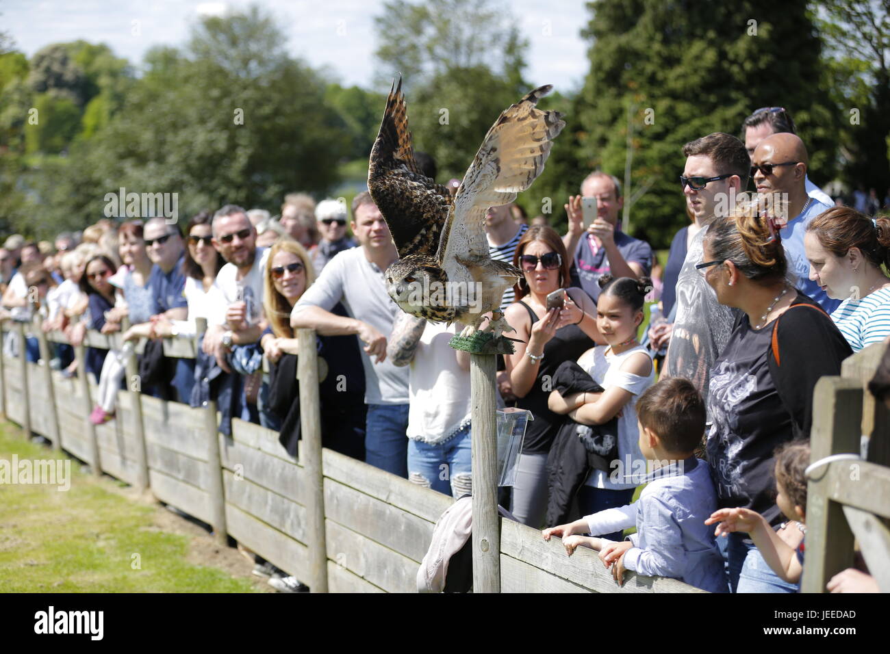 Dans le monde plus beau château Le Château de Leeds dans le Kent en Angleterre entouré de bois magnifiques, des lacs et des terres à des fins récréatives. Spectacle d'oiseaux marins avec des terriers Banque D'Images