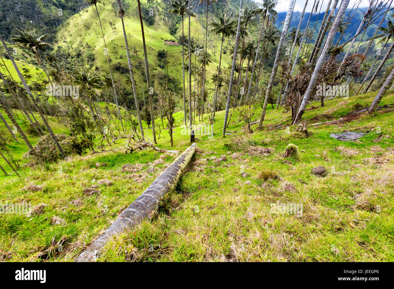 Une cire morte en décomposition palm dans les pâturages de Tolima, en Colombie. Banque D'Images