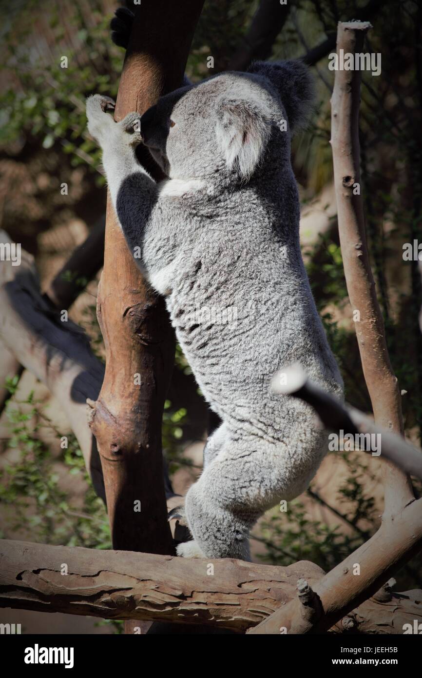 Koala au Zoo Banque D'Images