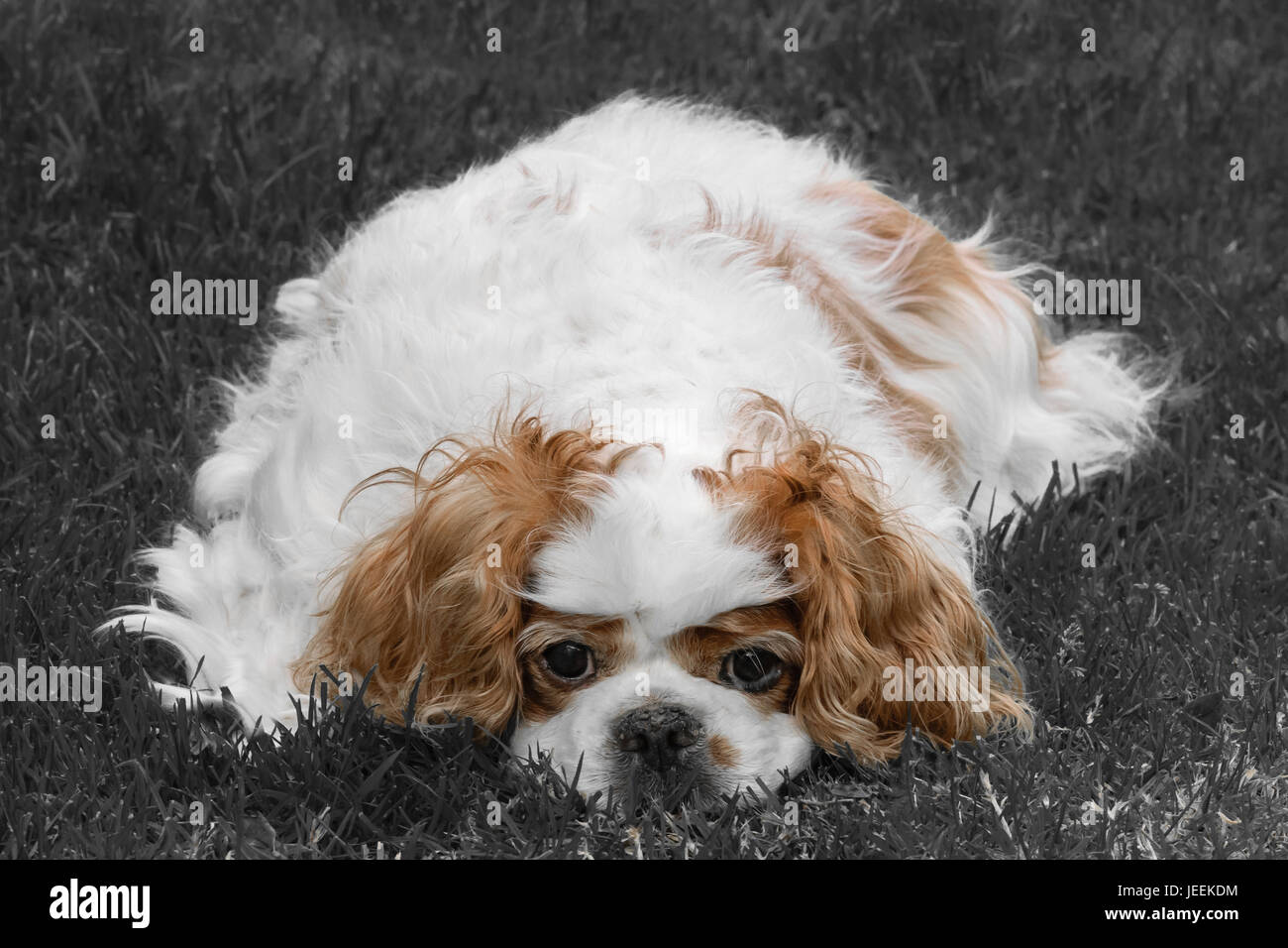 Cavalier King Charles Spaniel Chien Banque D'Images