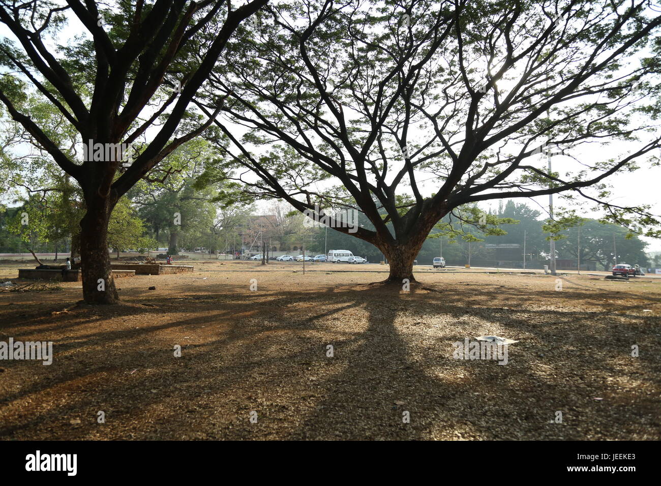 La vie de la nature Banque D'Images