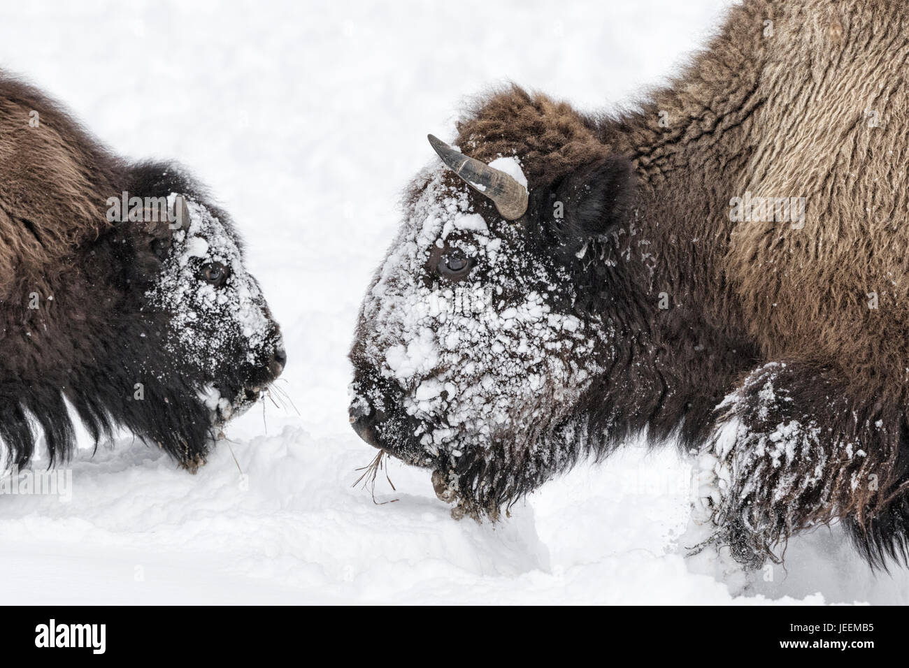 Bison d'Amérique Banque D'Images