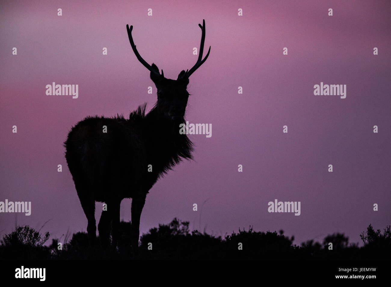 Red Deer stag au coucher du soleil, la Louviere, Ecosse Banque D'Images