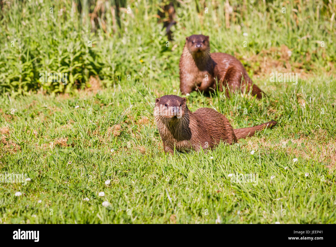 La Native de la faune : Paire de la loutre européenne (Lutra lutra), British Wildlife Centre, Newchapel, Lingfield, Surrey, UK Banque D'Images