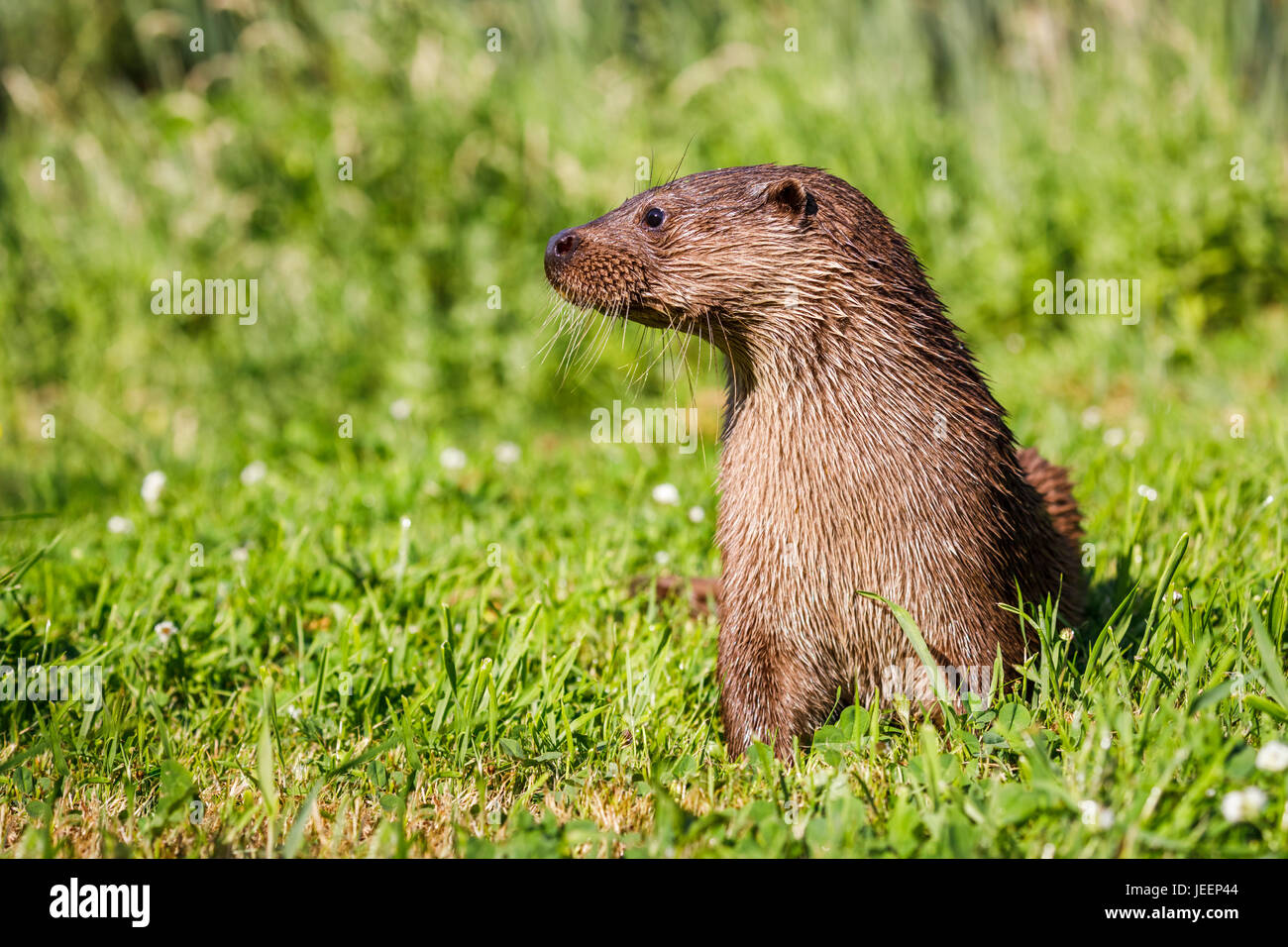 La Native de la faune : loutre d'Europe (Lutra lutra), British Wildlife Centre, Newchapel, Lingfield, Surrey, UK Banque D'Images