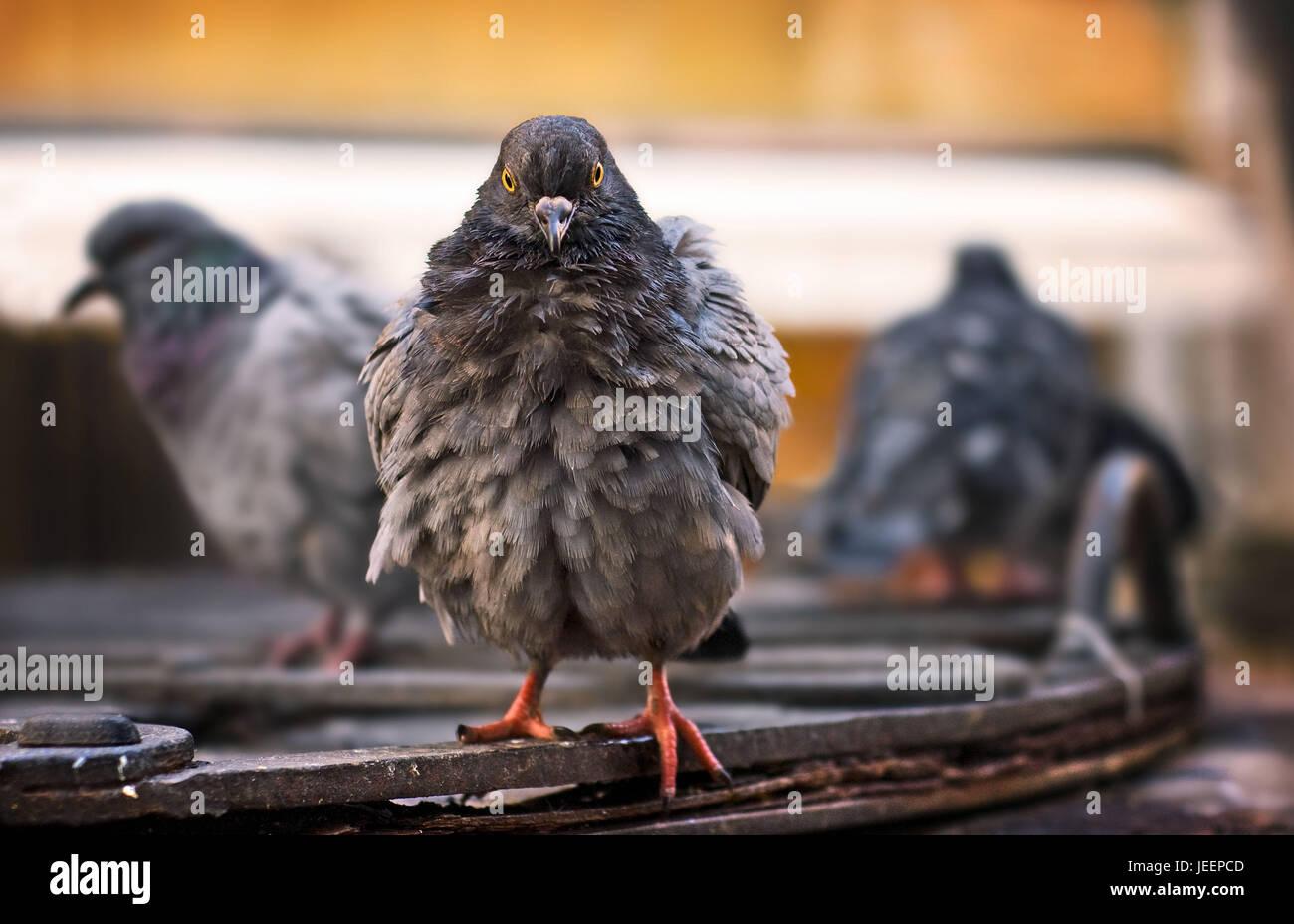 Contact avec les yeux d'un pigeon ramier ébouriffé après une douche à effet pluie. Venise Italie Banque D'Images