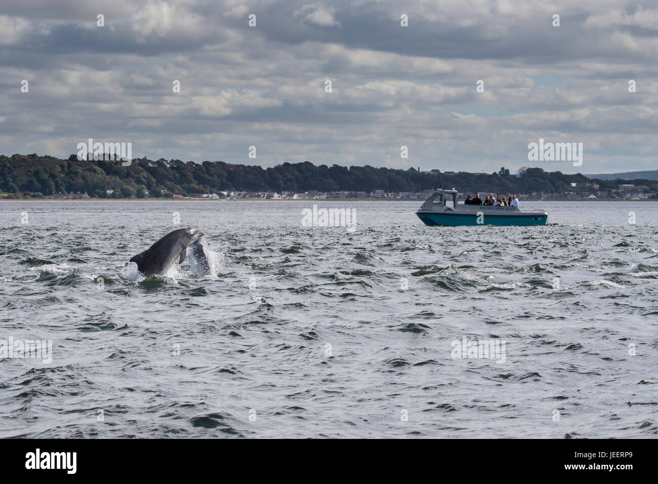 Deux grands dauphins communs, violer en face d'observation de dauphins, bateau Chanonry Point, Black Isle, Moray, Ecosse, Royaume-Uni Banque D'Images