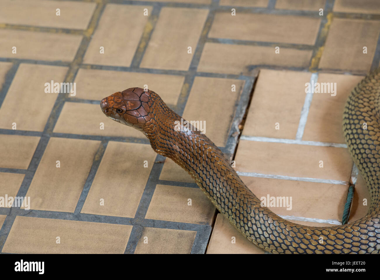 Close-up king cobra tête. Banque D'Images