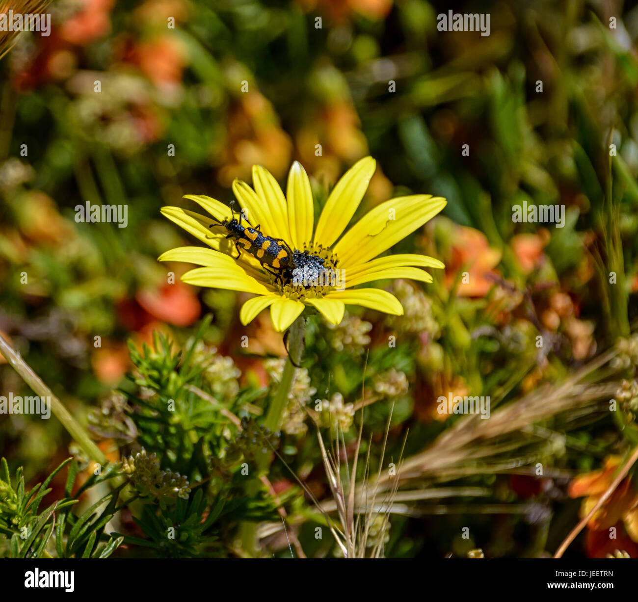 Arctotheca calendula fleur dans le sud du Cap, Afrique du Sud Banque D'Images