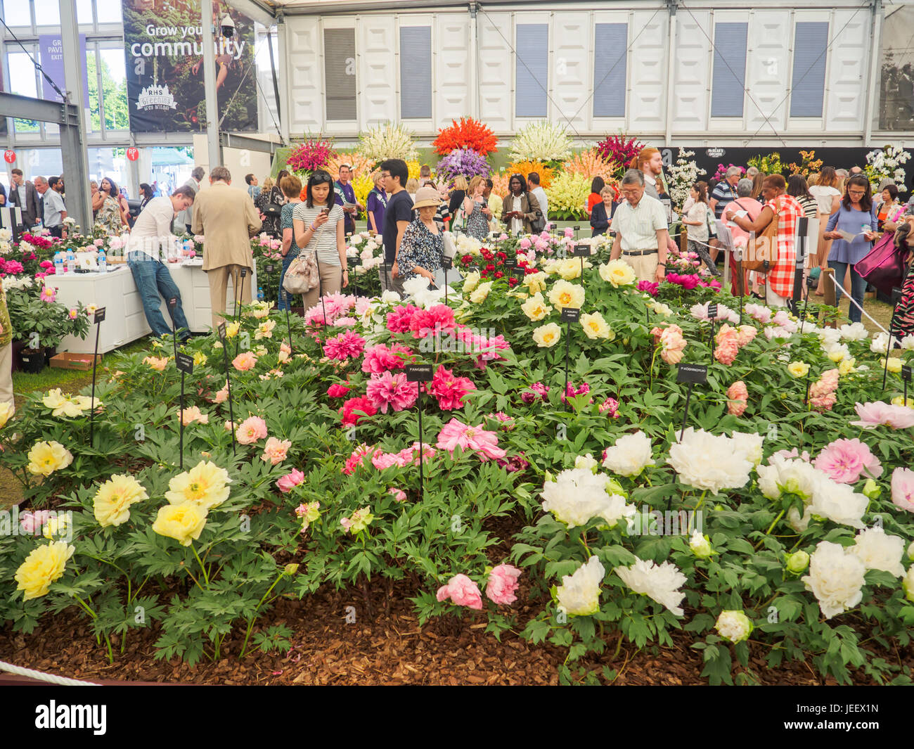 Londres, Royaume-Uni - 25 MAI 2017 : RHS Chelsea Flower Show 2017. Les visiteurs de l'écran. pivoines Banque D'Images