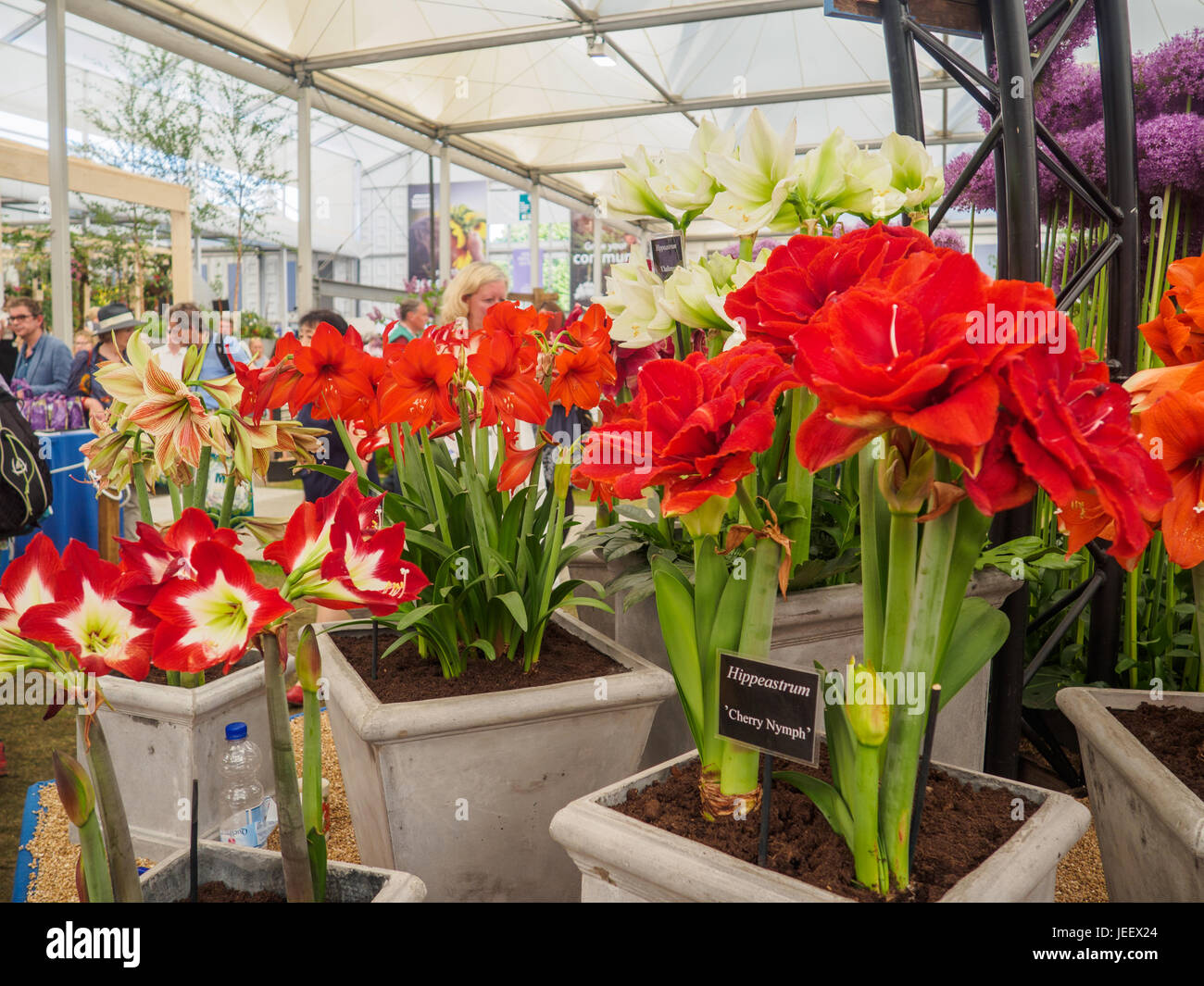 Londres, Royaume-Uni - 25 MAI 2017 : RHS Chelsea Flower Show 2017. Les visiteurs de l'allium et hippeastrums afficher. Banque D'Images