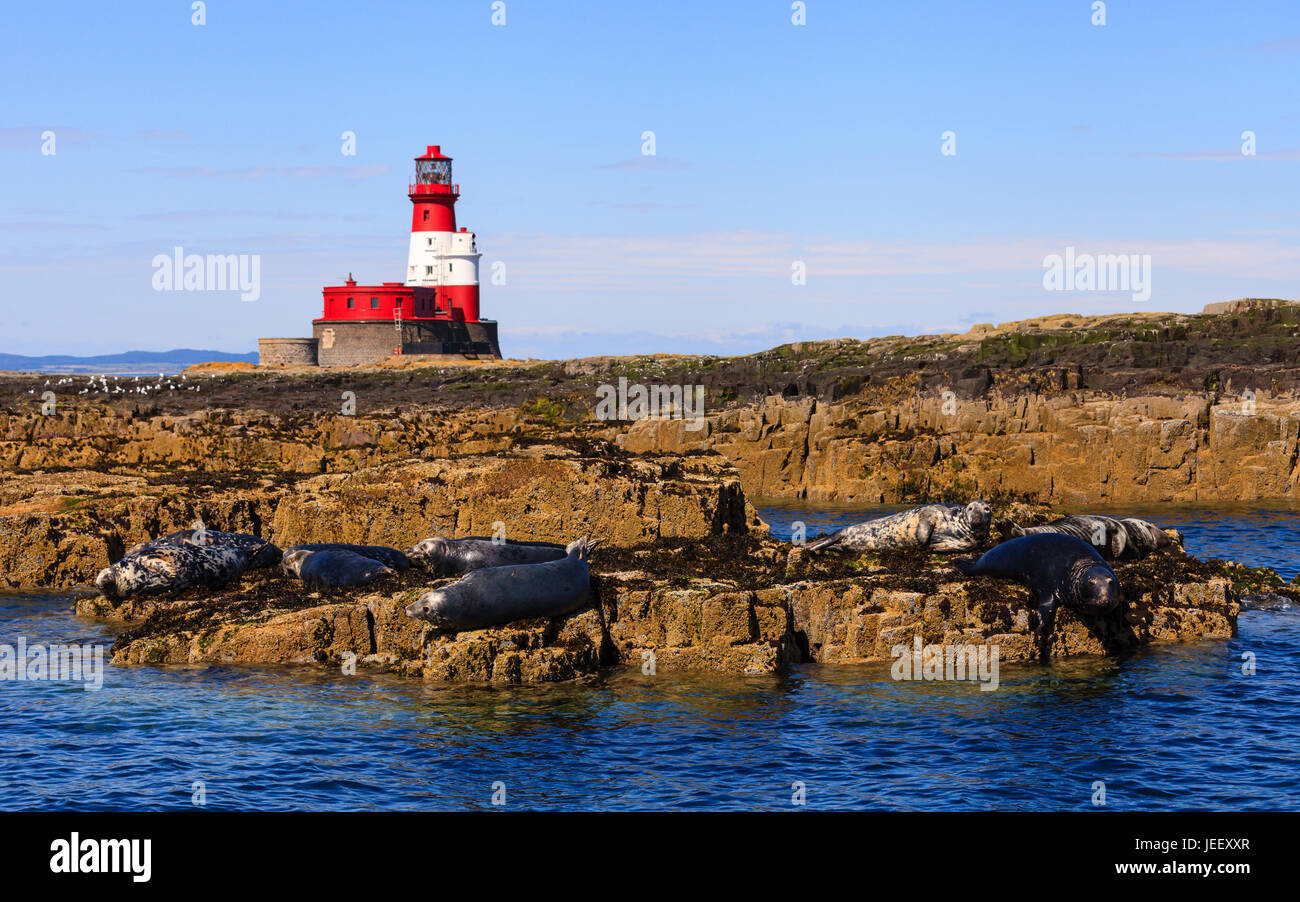 Iles Farne Paysage. Les phoques se reposant sur des rochers sur l'Iles Farne dans le Nord de l'Angleterre. Dans l'arrière-plan est l'Longstone phare. Banque D'Images