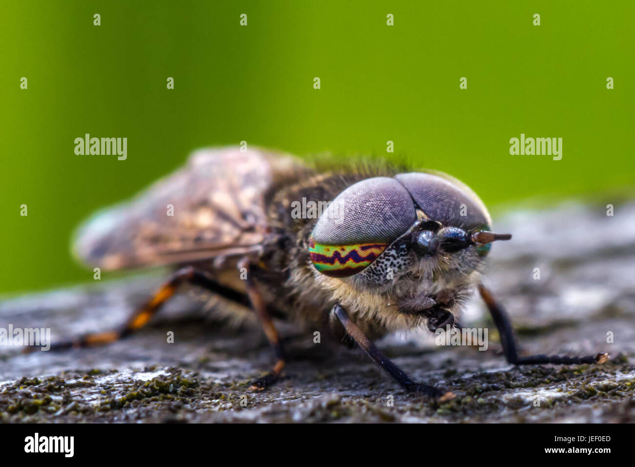 Encoche à cornes cleg (Haematopota pluvialis), un type de Horsefly - amazing close up of belle oeil composé marquages, UK la faune macro, West Yorkshire Banque D'Images