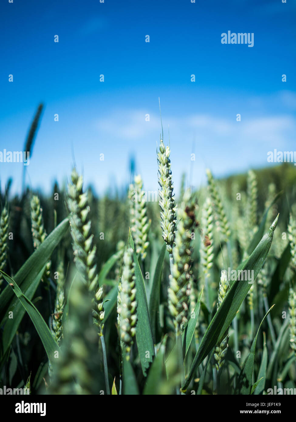 Vue rapprochée des blés soufflant dans une légère brise dans les terres agricoles dans le Hertfordshire, en Angleterre, sous un ciel bleu sur une journée ensoleillée. Banque D'Images