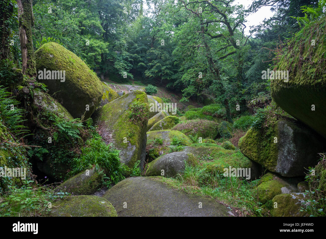 Forêt de Huelgoat, Monts d'Arrée, le Parc Régional d'Armorique Forêt de Huelgoat, Parc naturel régional d'Armorique Banque D'Images