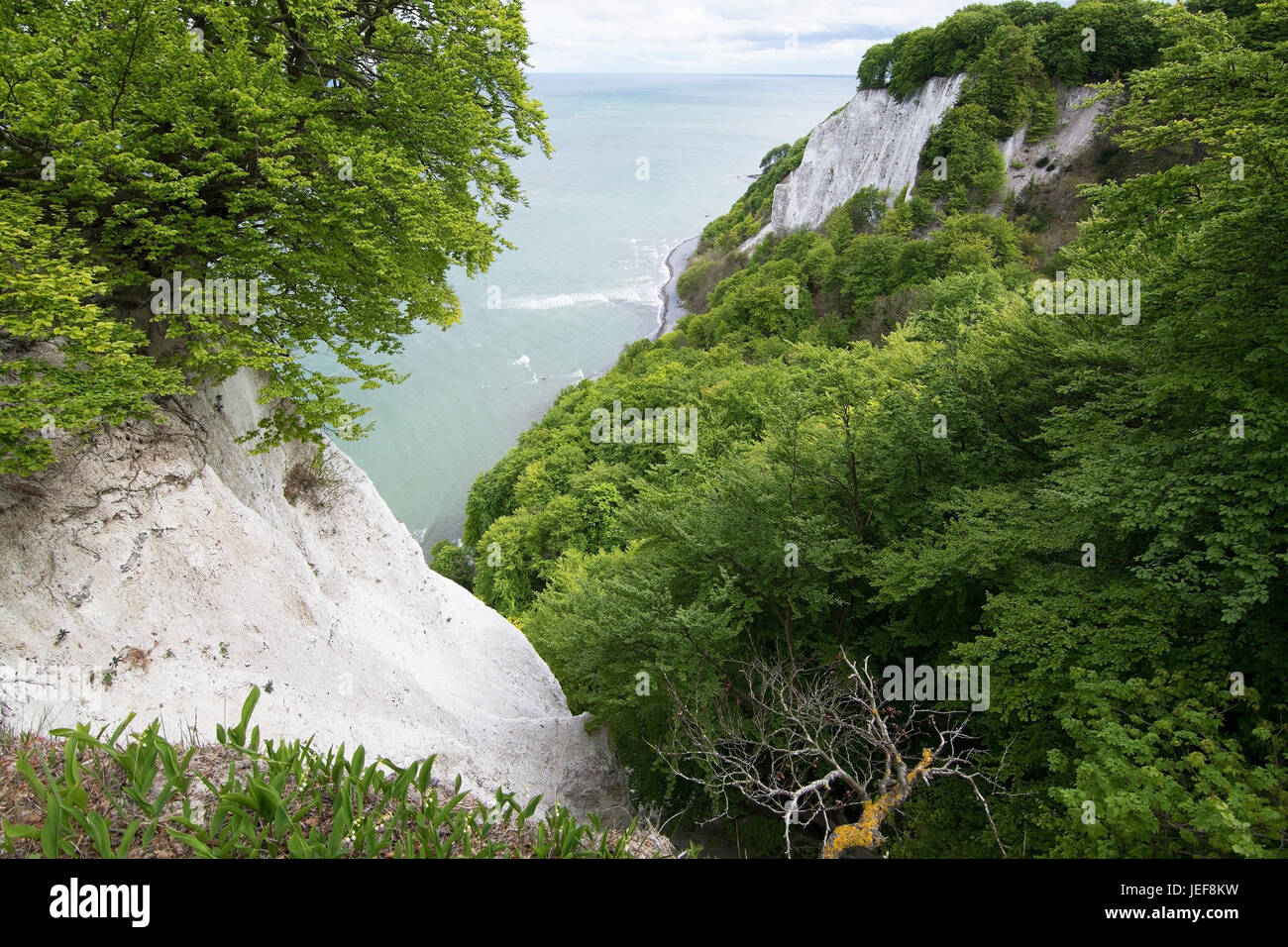 La chaise du roi est le plus célèbre de la formation de roches Stubbenkammer dans le parc national de l'île de Jasmund R ?gen, der ist Königsstuhl di Banque D'Images
