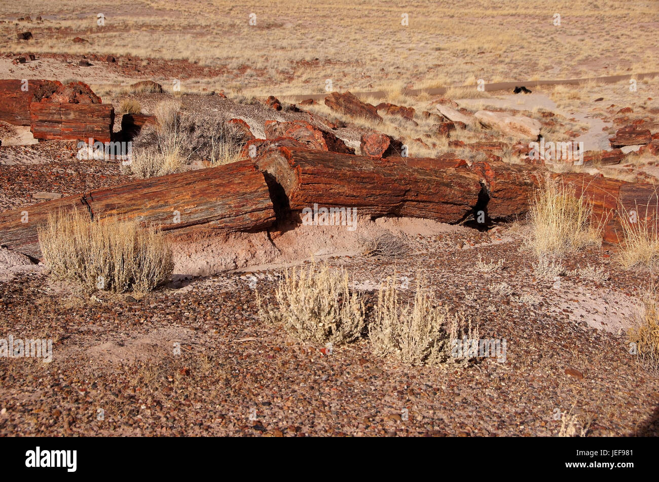 Forêt Pétrifiée, arbres fossilisés, National Park, Arizona, , versteinerte Baeume, Nationalpark Banque D'Images