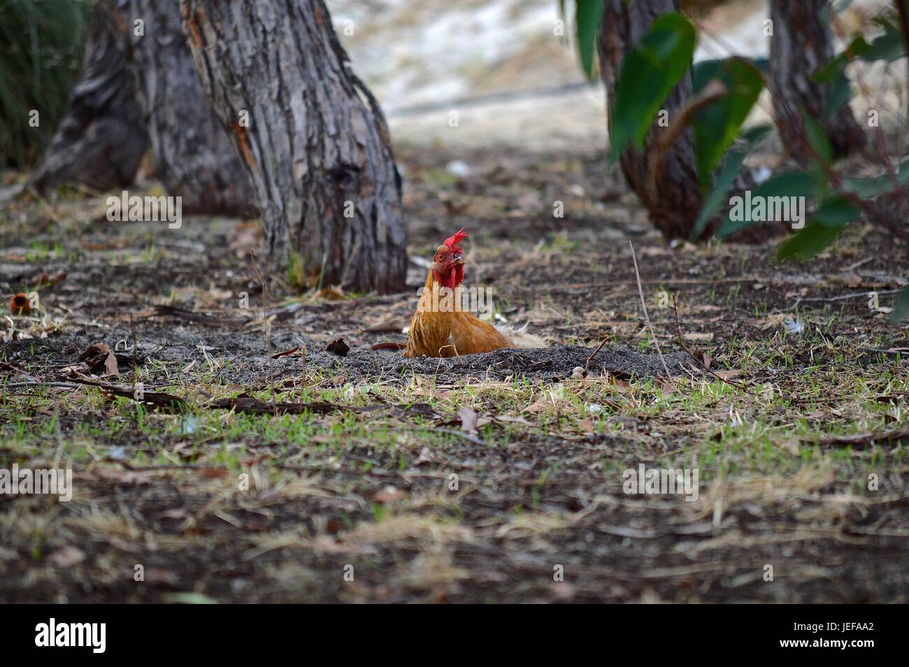 Orange et blanc trois quart leghorn dans un bain de sable Banque D'Images