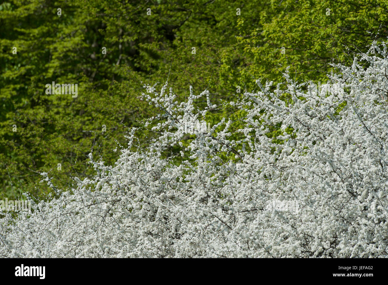 La floraison prunellier (Prunus spinosa) en mai, Fyledalen Suède Banque D'Images