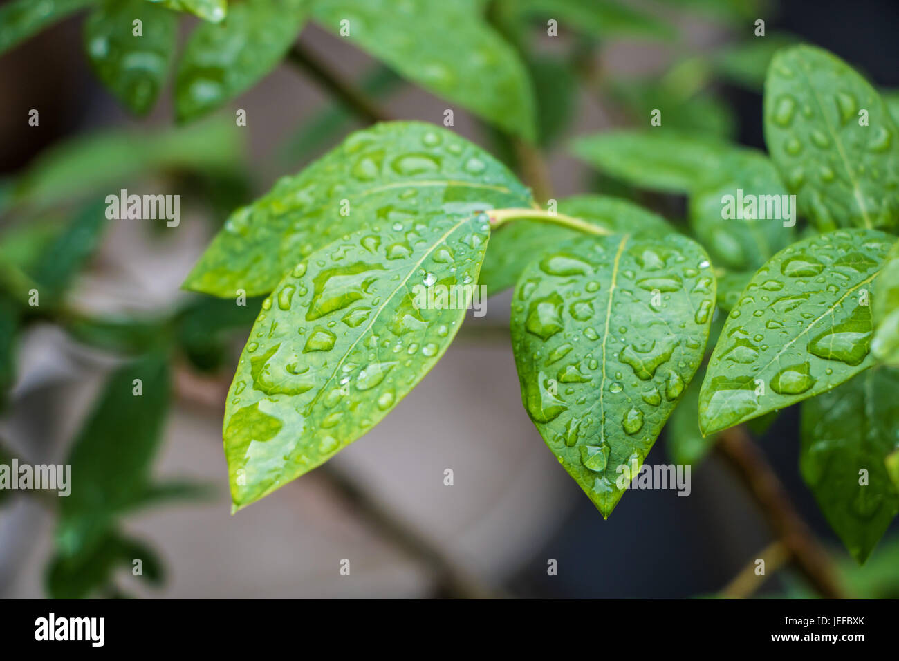 Des gouttelettes de pluie sur les feuilles vert Banque D'Images