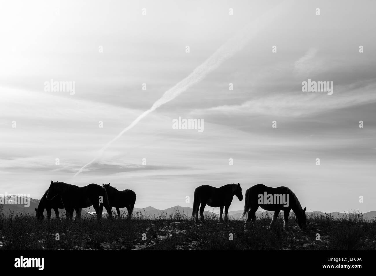 Certains chevaux silhouettes au sommet d'une montagne, sous un grand ciel avec nuages doux Banque D'Images