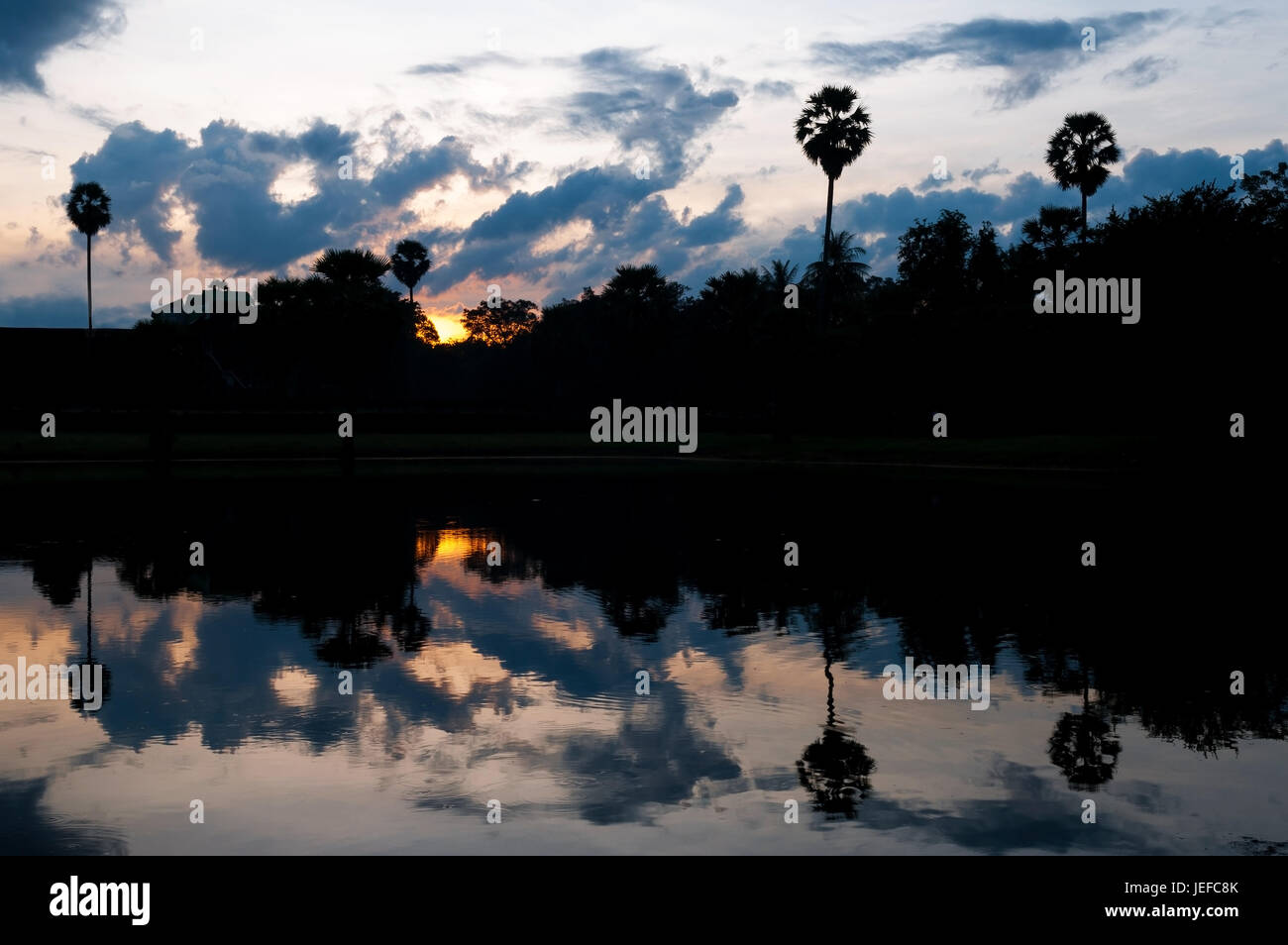 Reflet de palmiers à sucre dans la forêt tropicale du Cambodge au lever du soleil dans les ruines archéologiques d'Angkor Wat, en Asie. Banque D'Images