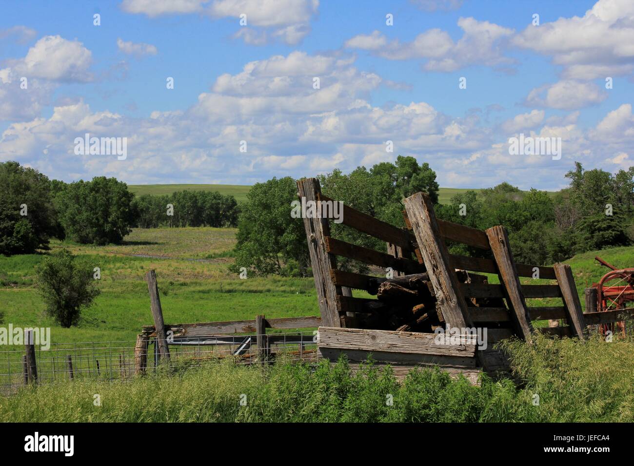 Vieux Bovins Kansas shoot avec de l'herbe verte bleu ciel et les nuages. Banque D'Images