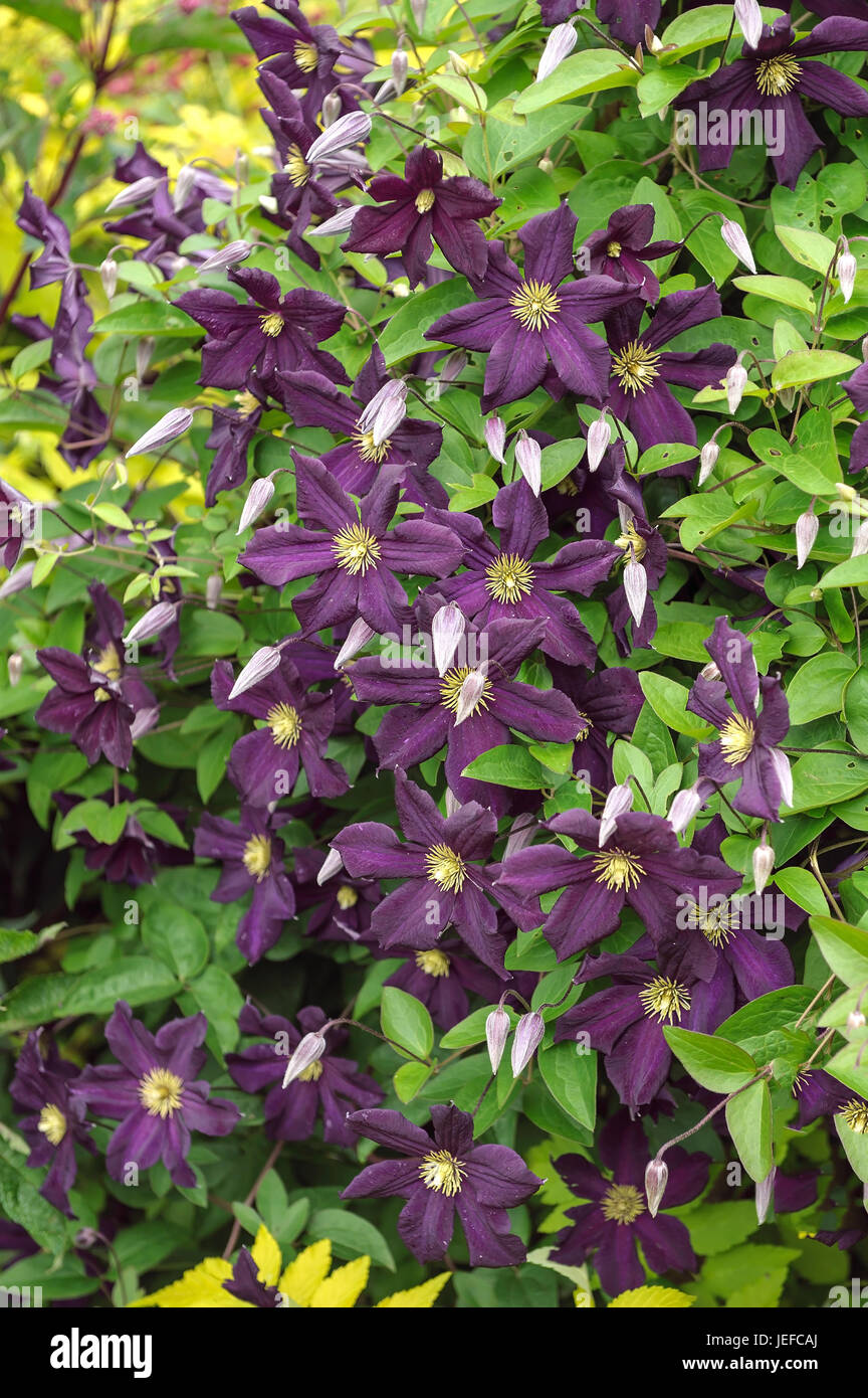 L'analyse des forêts, Clematis Romantika , Waldrebe (Clematis 'EDEN') Banque D'Images