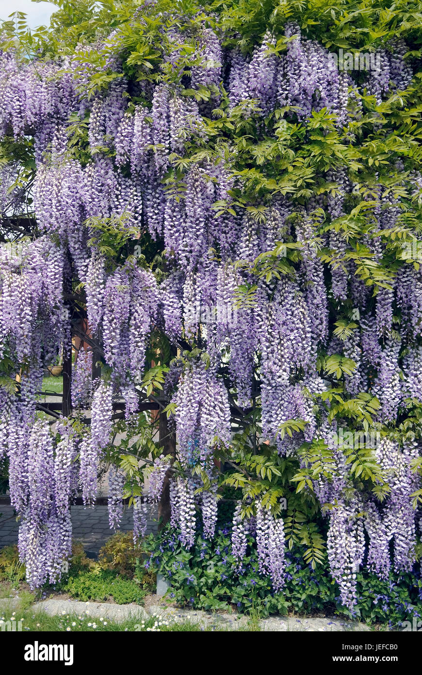 Pluie bleu japonais, Wisteria floribunda , Blauregen Japanischer (Wisteria floribunda) Banque D'Images