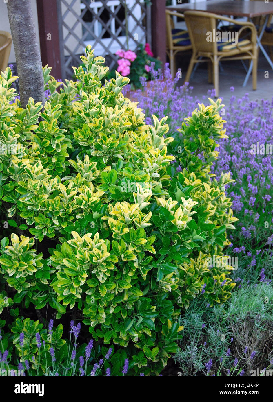 Euonymus Japonicus 'Ovatus Aureus' – Japanischer Spindelstrauch, Winterhart & Immergrün, 9 Cm Topf, Für Garten, Kübel & Balkon Euonymus Japonicus 'Ovatus Aureus' – Japanischer Spindelstrauch, Winterhart & Immergrün, 9 Cm Topf, Für Garten, Kübel & Balkon