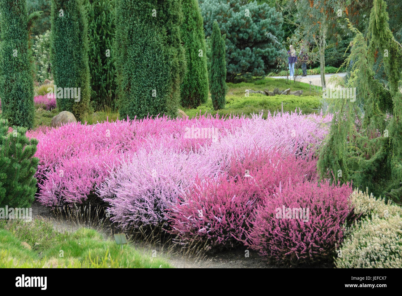Jardin maure, balai moor, Calluna vulgaris, colonne de genévrier, Juniperus communis Suecica , Heidegarten, Besenheide (Calluna vulgaris), Saeulen-Wacholder Banque D'Images
