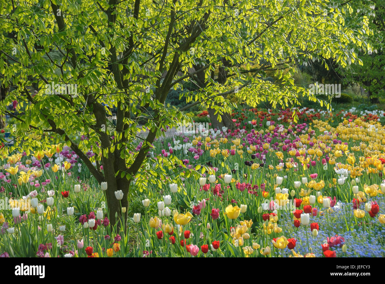 Chambres de tulipes dans la cour d'Hermann de vin maison, Kentucky-bois jaune, Cladrastis kentukea, tulipe, Tulipa , Tulpenbeet Hermannshof Weinheim, von im Banque D'Images