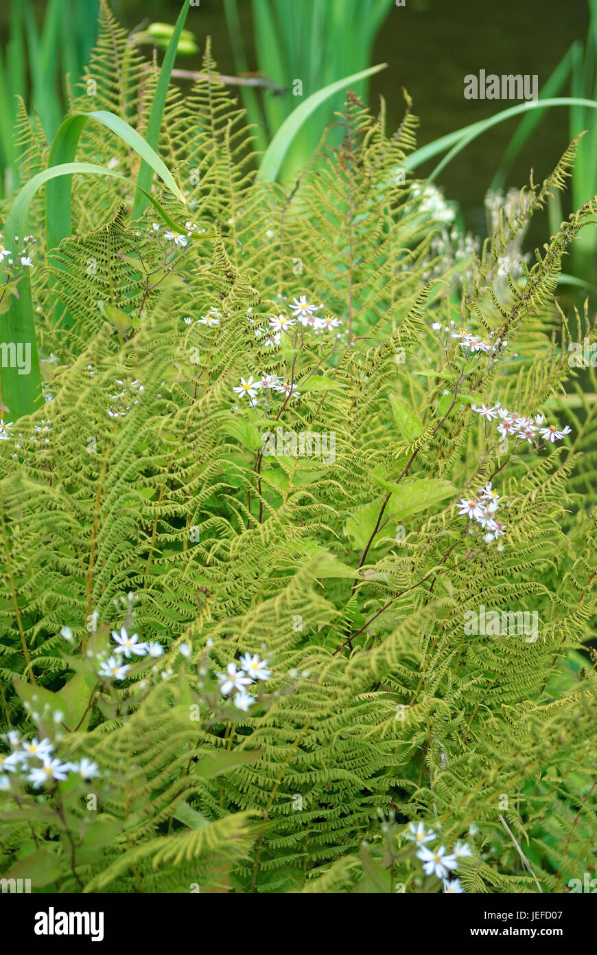 Ver réel, fougère Dryopteris filix-mas, voile Aster, Aster cordifolius Silver  Spray , la société Wurmfarn (Dryopteris filix-mas), Aster (Schleier-Aster  cordi Photo Stock - Alamy