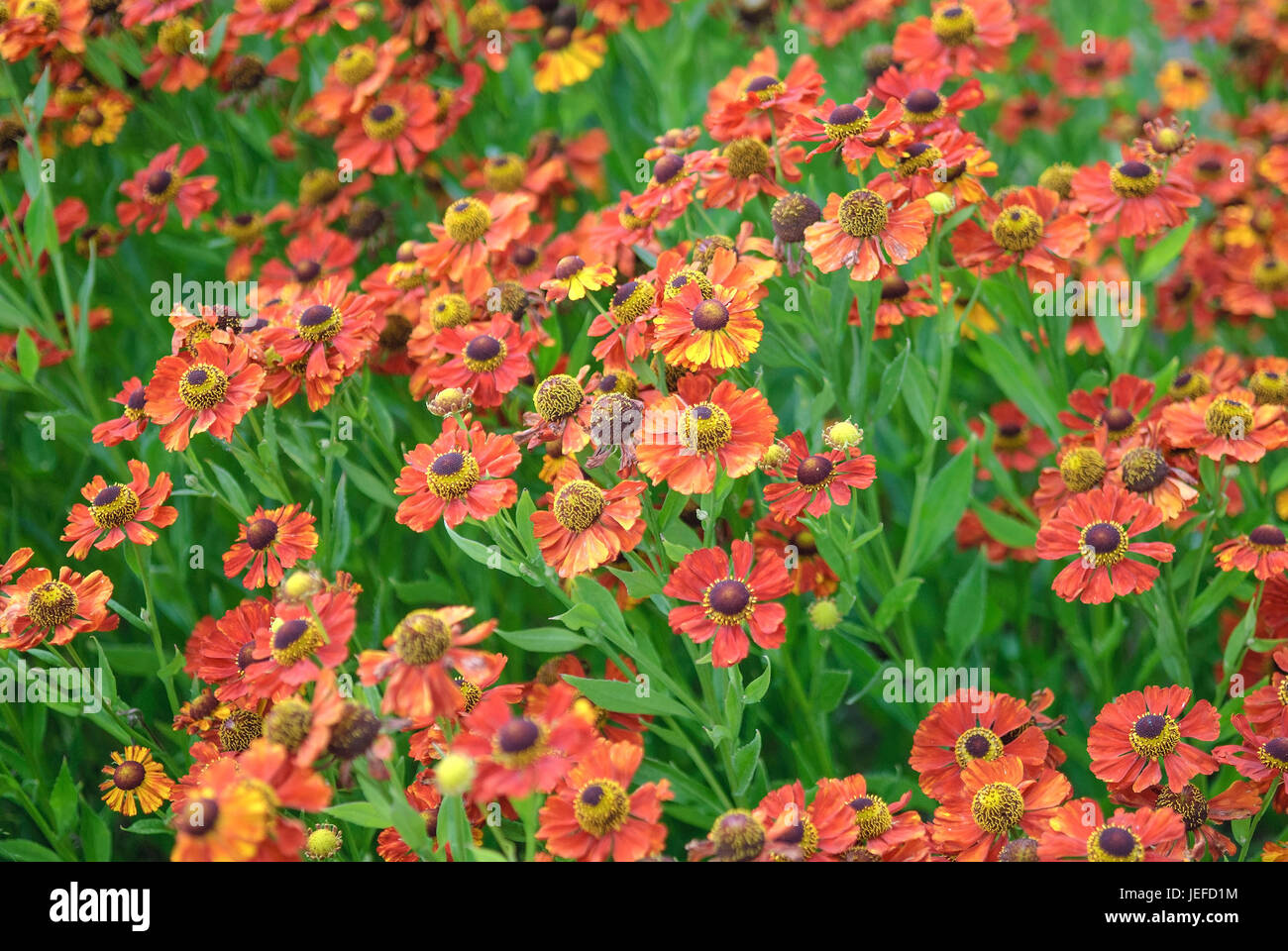 Mariée solaire, Helenium ruby dome , Sonnenbraut (Helenium 'Rubinkuppel') Banque D'Images