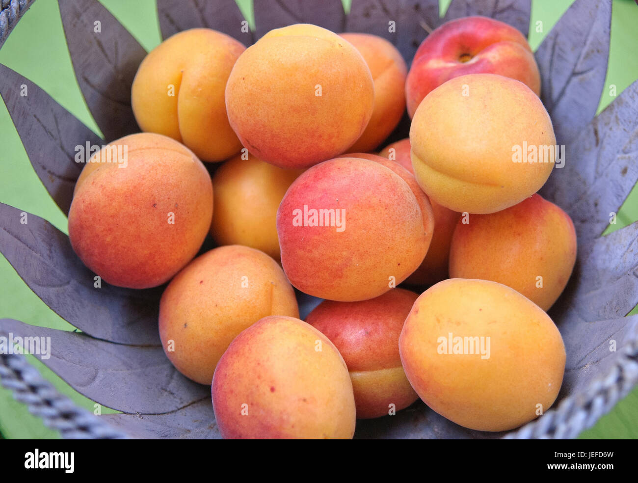 Foulards, abricot Prunus armeniaca Bergeron , Aprikosen-Schale (Prunus armeniaca 'Bergeron') Banque D'Images