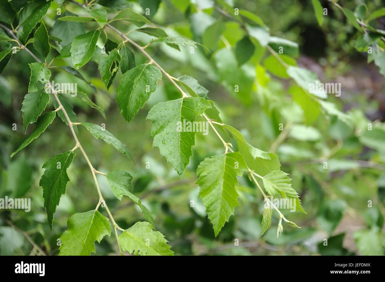 Le bouleau noir, Betula nigra , Schwarz-Birke (Betula nigra) Banque D'Images