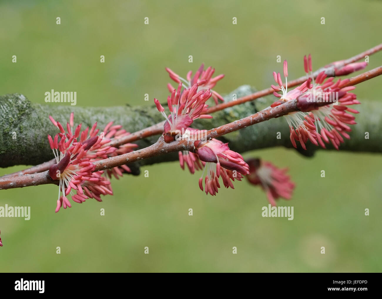 Arbre Genealogique Gateau Cercidiphyllum Japonicum Kuchenbaum Cercidiphyllum Japonicum Photo Stock Alamy