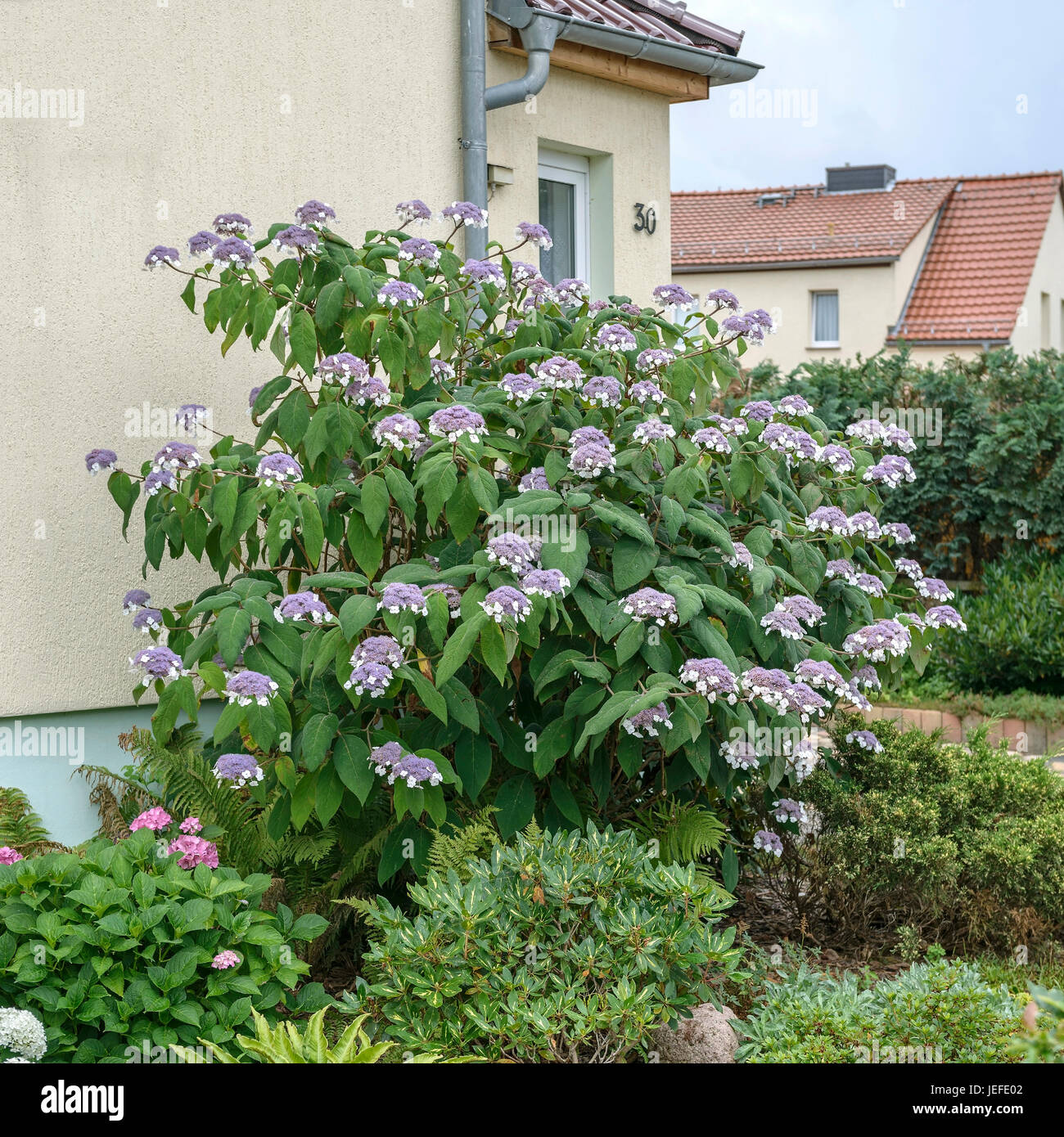 Hortensia, Hydrangea aspera velours subsp. sargentiana , Samt-Hortensie (Hydrangea aspera subsp. sargentiana) Banque D'Images