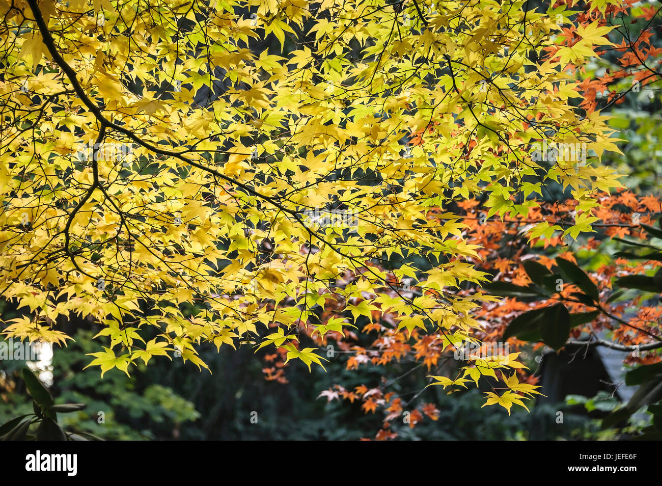 Professionnel Japonais, Acer palmatum Osakazuki , Japanischer Fächer-Ahorn (Acer palmatum 'Osakazuki') Banque D'Images