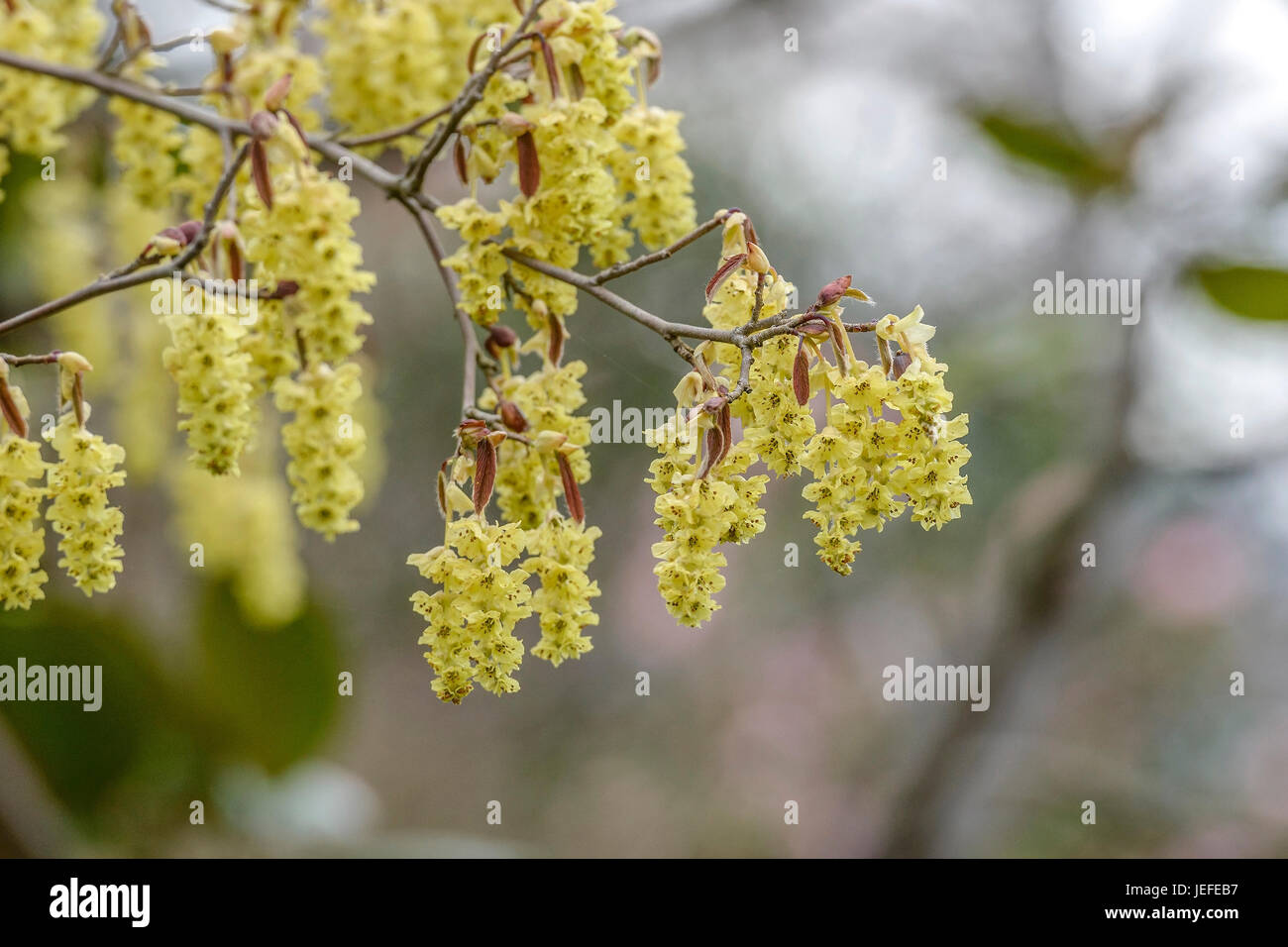 Fausse hazel, Corylopsis sinensis pourpre , Scheinhasel saut (Corylopsis sinensis 'Spring Purple') Banque D'Images