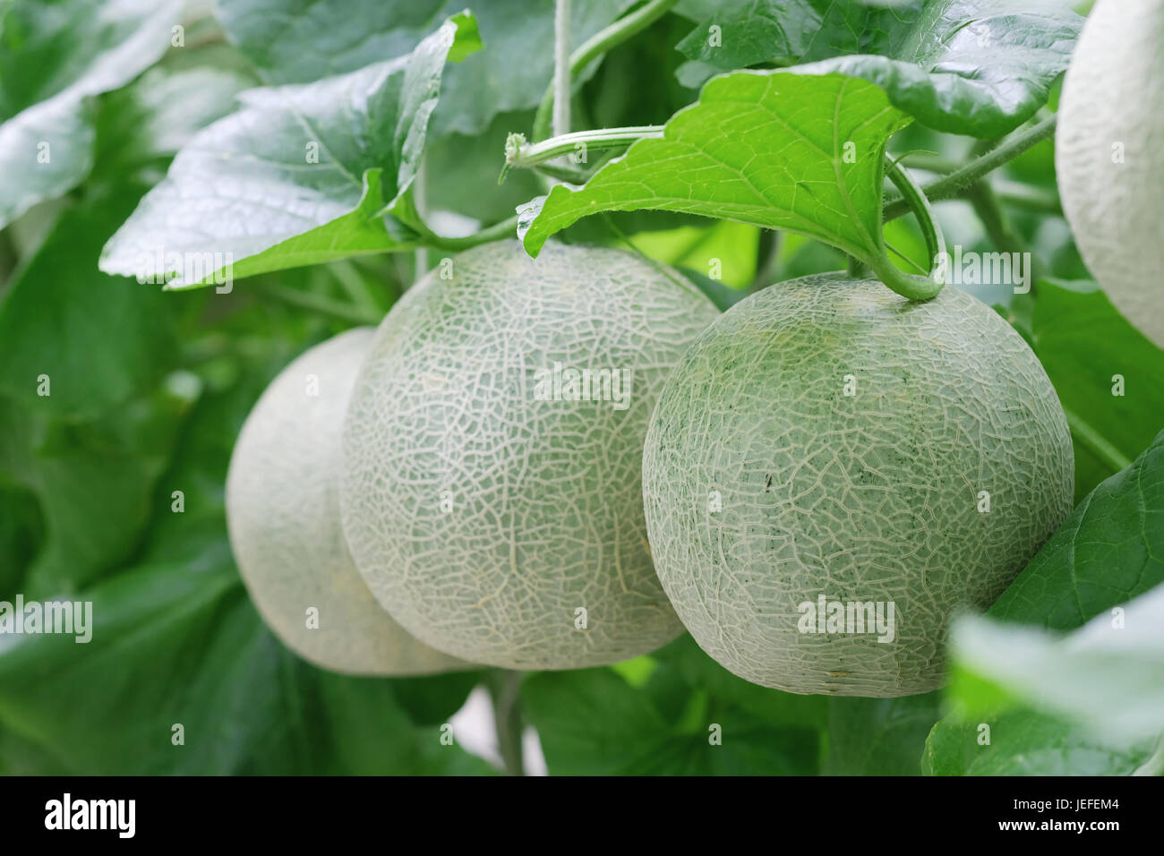 Les melons cantaloups croissant dans une serre. selective focus Banque D'Images