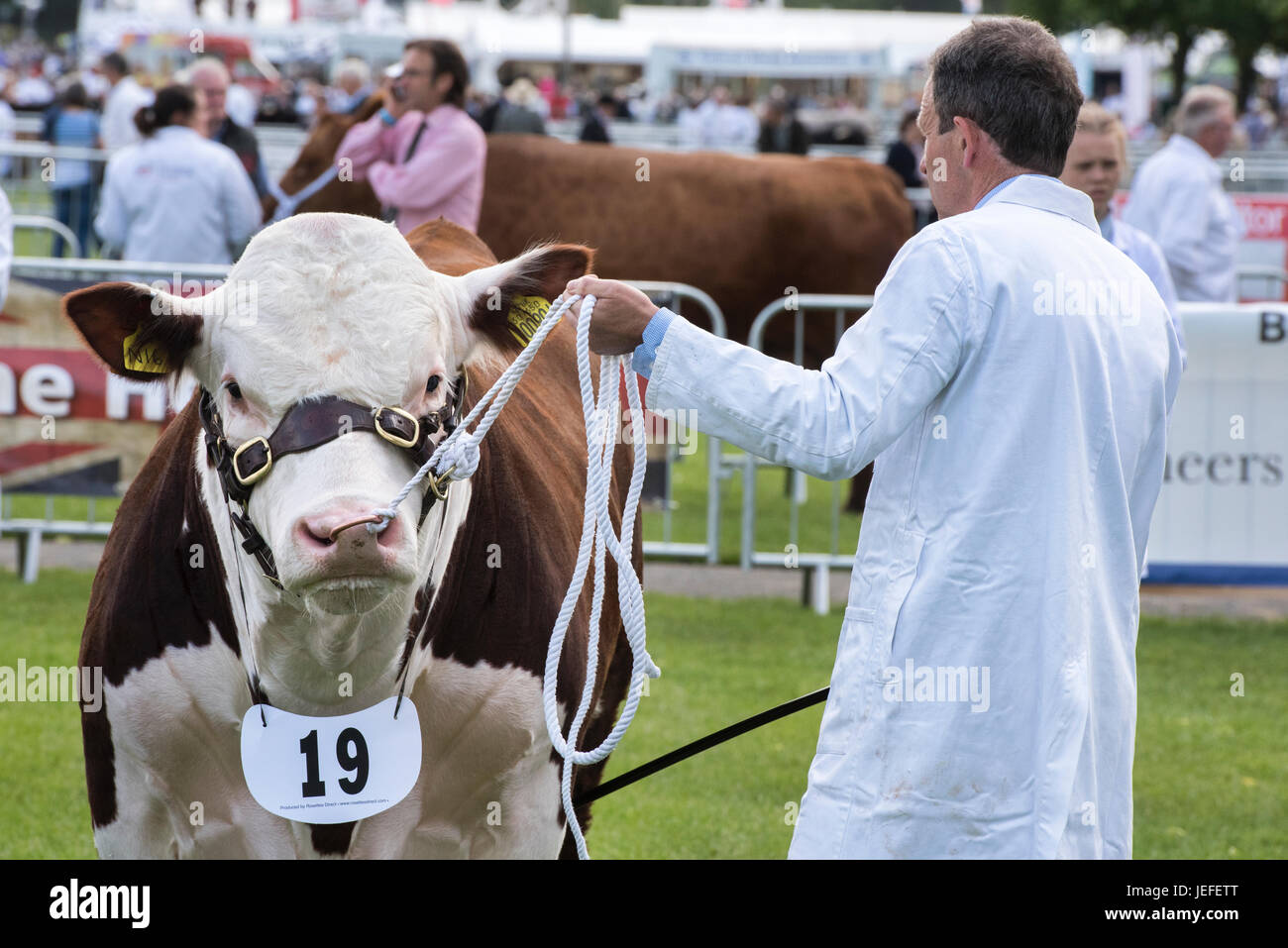 Taureau BOS. Hereford Bull en spectacle lors d'un salon agricole. ROYAUME-UNI Banque D'Images