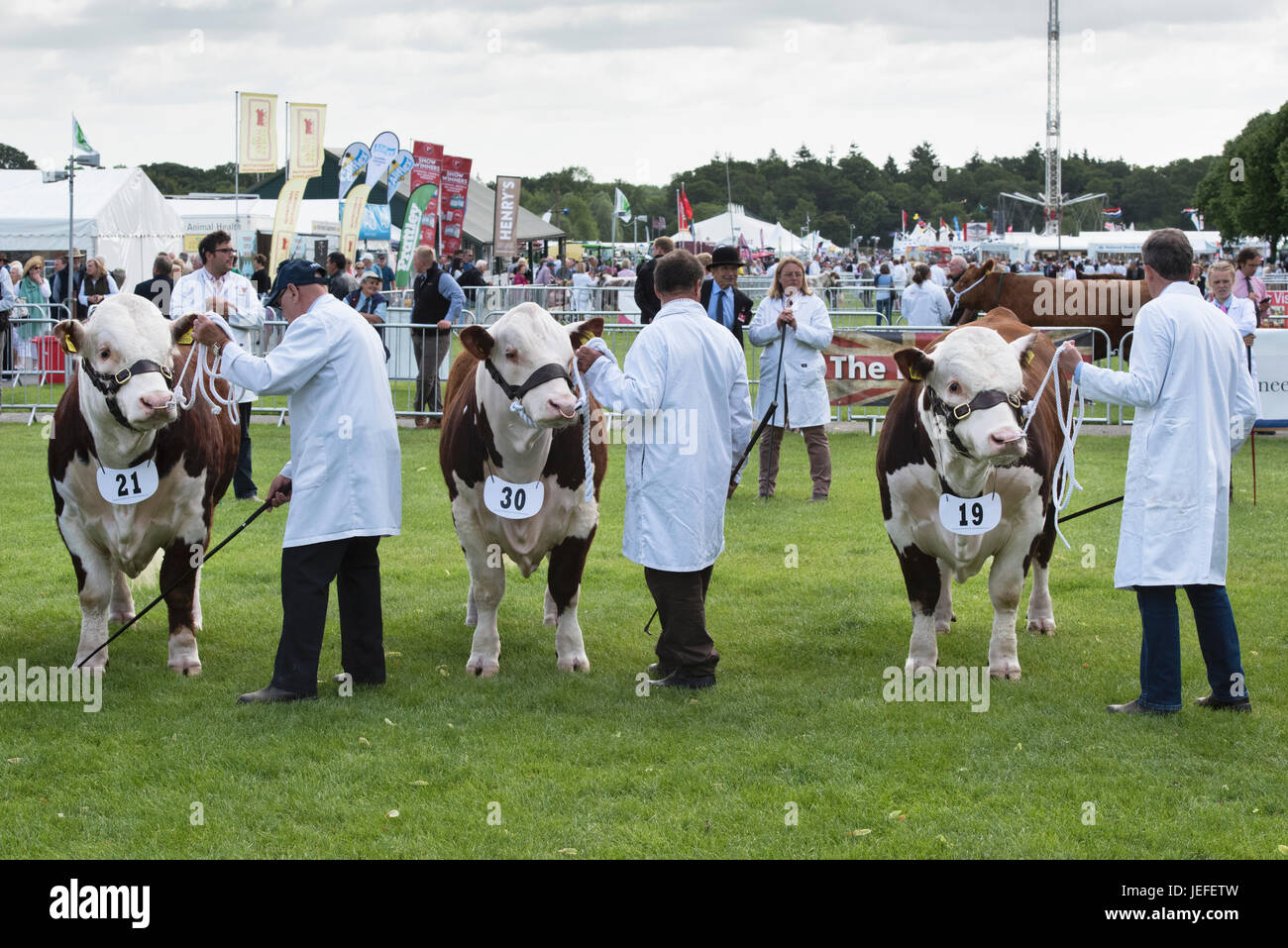 Taureau BOS. Hereford Bulls en spectacle lors d'un salon agricole. ROYAUME-UNI Banque D'Images
